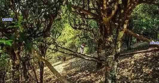 云南老班章风景区：探寻普洱茶的故乡与章村风景