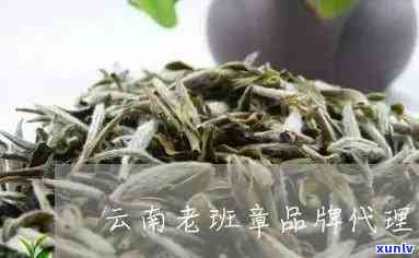 云南老班章普洱茶加盟 *** ：茶叶引领市场，生茶熟茶应有尽有