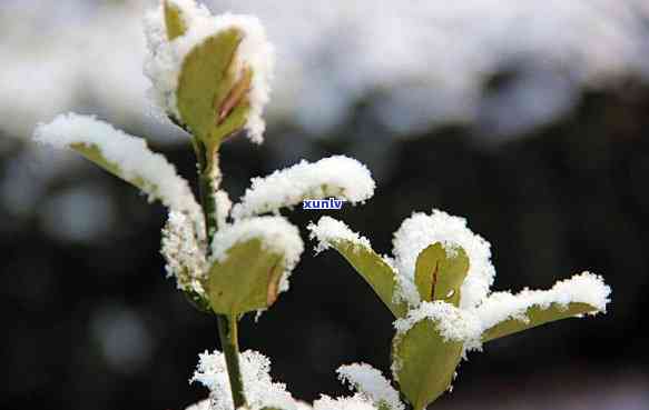 雪花玉手镯值钱吗