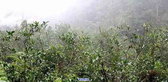 老班章雨林古树茶叶加盟费多少钱？广州茶叶加盟 *** 