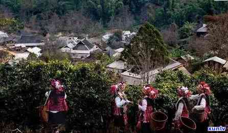 老班章那年的相关故事：背景、历、文化和传承