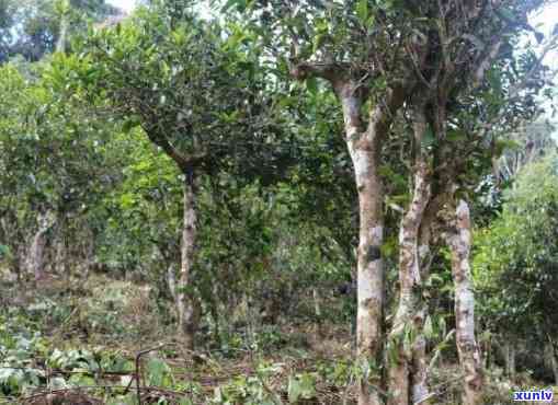 深入解析：普洱茶老班章的各大山头产地及其特色