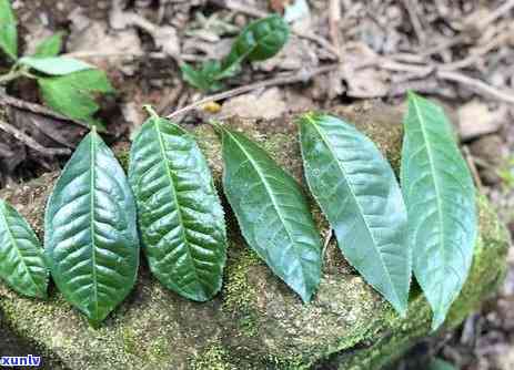 冰岛独特古茶树与老班章普洱茶的对比解析：一场茶叶的风味之旅