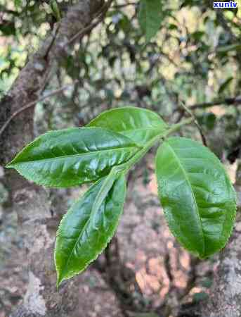 冰岛老班章茶的种类、产地、味道和功效：全面了解这种独特茶叶