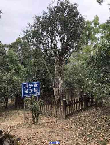 老班章古树茶厂04年建厂念，班章古树茶厂官网，世界无双，建国60华诞。