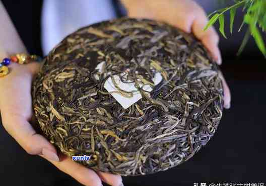 云南特色普洱茶-老班章与熟茶的品质之争