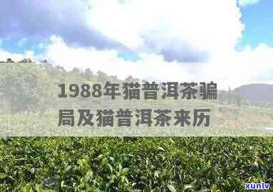 1988年猫普洱茶骗局：详述背景、手法、影响及如何避免类似诈骗