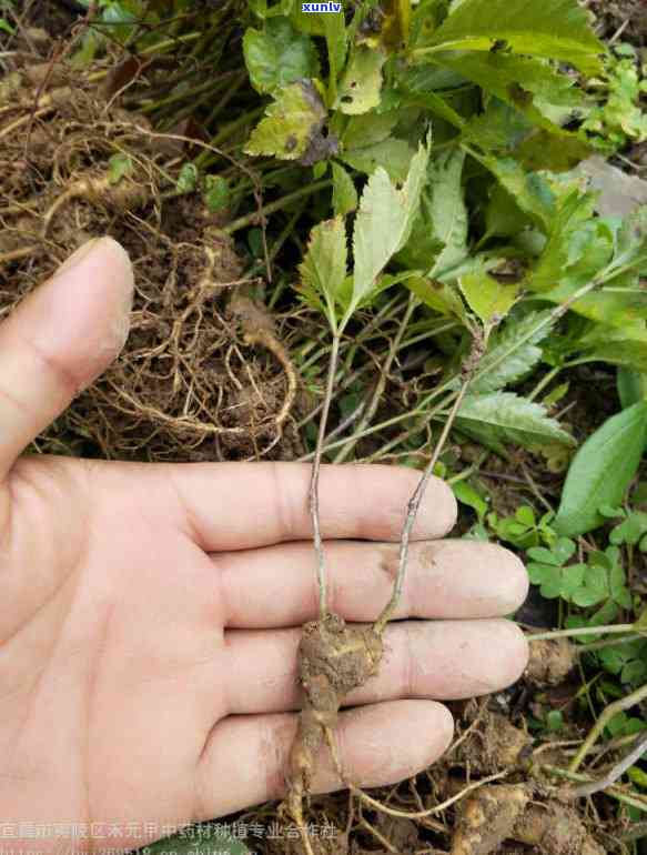 清朝制的人参普洱膏