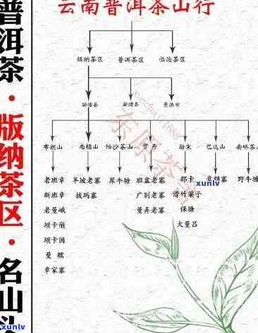 老班章茶价格区间、品质等级及购买途径全面解析