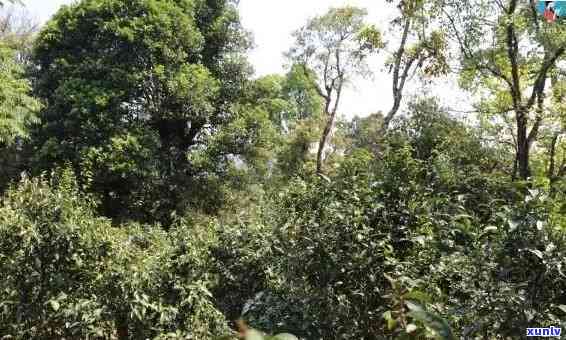 老班章寨名古树茶：勐海普洱茶的醇厚口感与独特风味