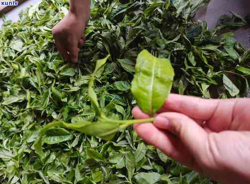 普洱茶糯香叶：品种特点、 *** 工艺与品饮 *** 的全面解析