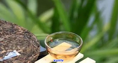 普洱茶中的虫子：它们为何存在？是否影响茶叶品质及安全性？