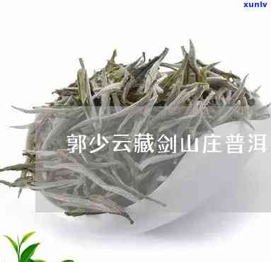 探索藏剑山的独特普洱茶：品质、价值与收藏之道