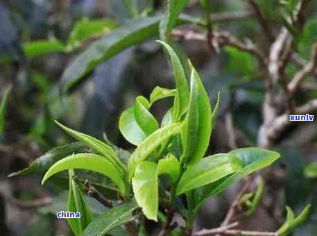 早春普洱茶品质如何？一篇文章解答你对普洱早春茶的所有疑问