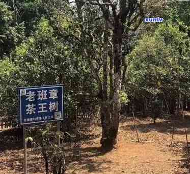 探索老班章茶的产地：一传奇普洱茶的诞生之地