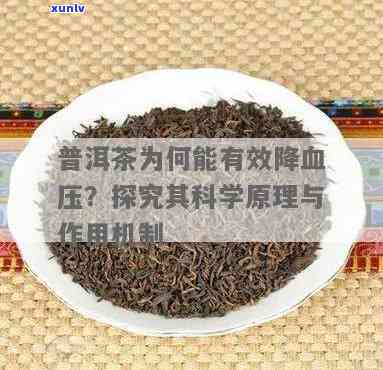 普洱熟茶：降血压的潜力与科学证据解析