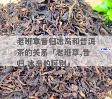 昔归老班章冰岛：探索普洱茶与冰岛的独特联系