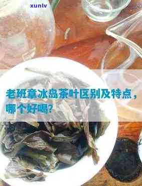 新探究冰岛茶与老班章普洱茶的独特韵味与口感区别