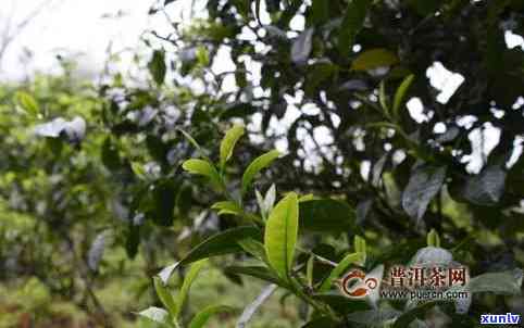 2020年古树春茶班章普洱茶价格趋势分析