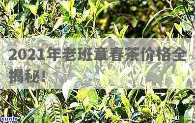 老班章春茶价格一览表：2021-2024年最新价格趋势