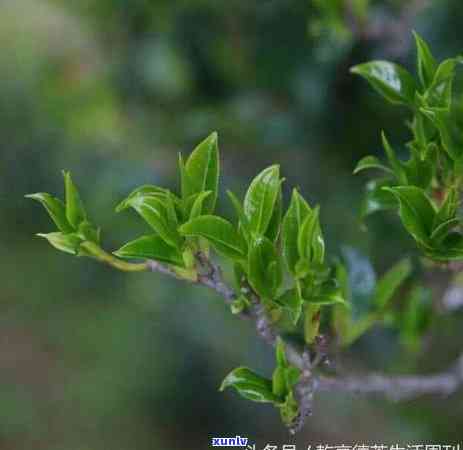 探究普洱茶树的生命周期：从种植到茶叶 *** 全过程