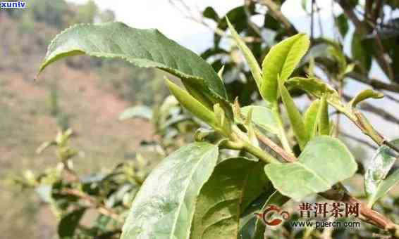 探究普洱茶树的生命周期：从种植到茶叶 *** 全过程