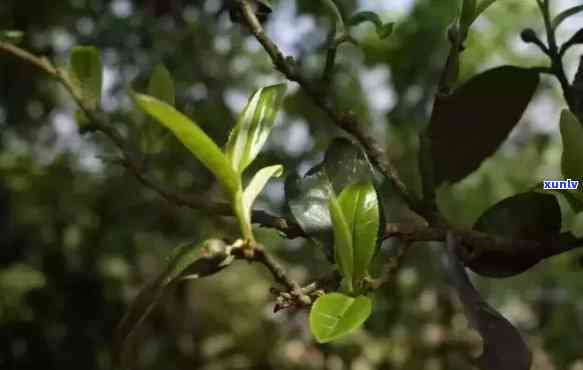 探究普洱茶树的生命周期：从种植到茶叶 *** 全过程