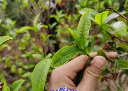 探究普洱茶树的生命周期：从种植到茶叶 *** 全过程