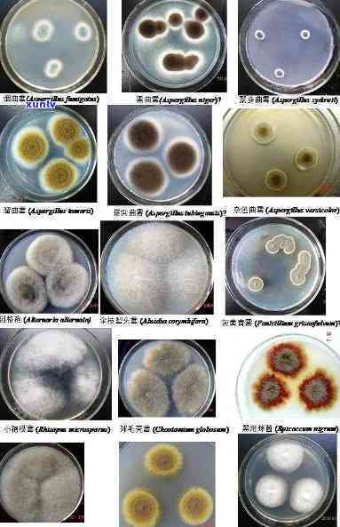 普洱熟茶发酵过程中的菌群分析及相关菌种研究