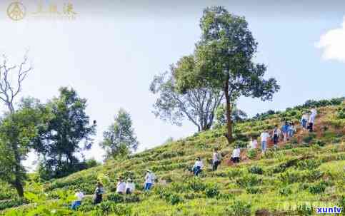 老班章茶区的新机遇：生态旅游与文化传承