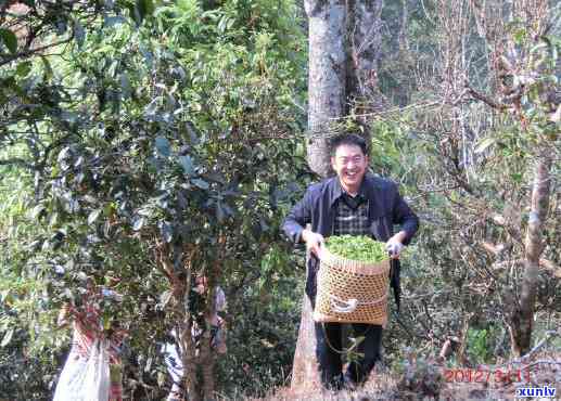 老班章茶农的年购买入