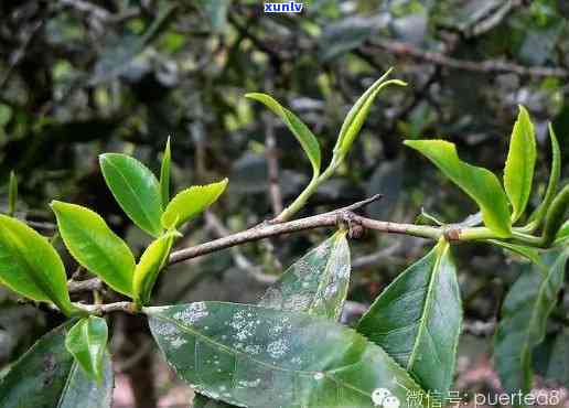 山茶科植物普洱茶的特征与熟茶色泽的深度解析