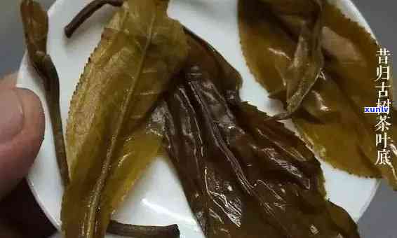 熟普洱叶底特征：品味普洱熟茶的底蕴与风味