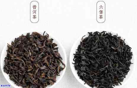 普洱熟茶的叶底介绍