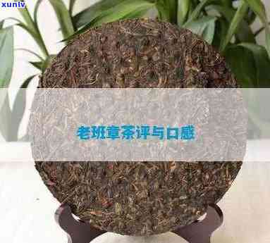 老班章茶口感怎么样