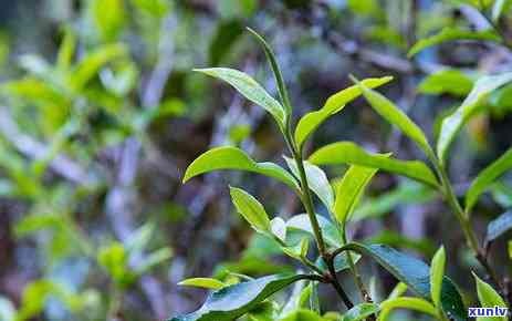 临沧马鞍山普洱茶：云南镇马鞍山茶特点及 *** 工艺