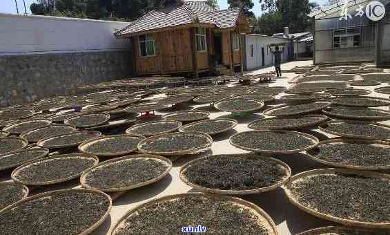 老班章普洱茶茶厂：品质越，历悠久的茶叶生产基地