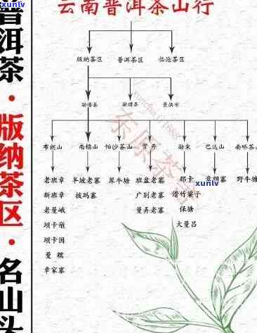 老班章山古树茶：简介、特点与价格，厂和村的分布，购买地点指南