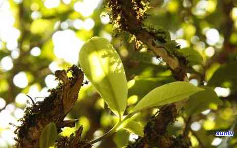 班章原生态古茶园：普洱茶文化的传承与创新