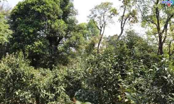 老班章茶区特色普洱生茶：山野韵味的独特之选