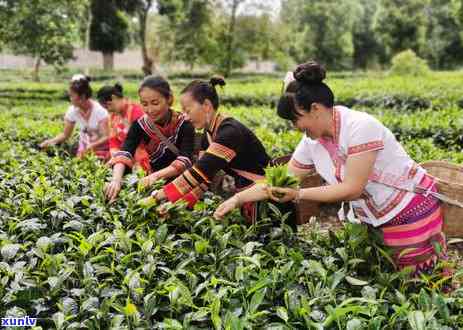 探究普洱茶背后的云南人文风情：生活在茶香中的云南人