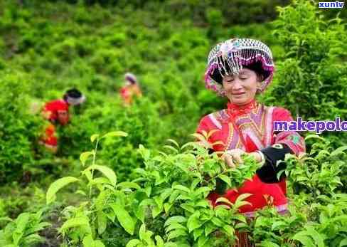 普洱茶产区的云南女性魅力：独特文化背景下的美丽与风情