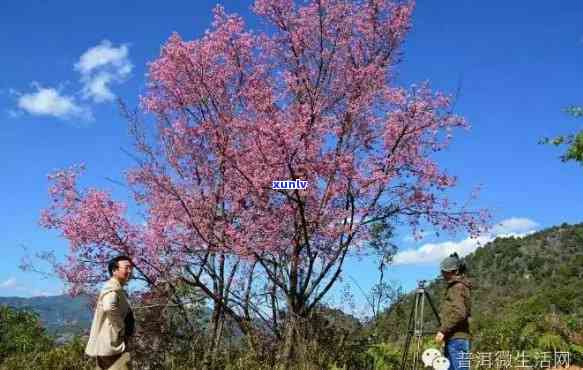 普洱樱花开时间及预测，了解当地樱花节的全面指南