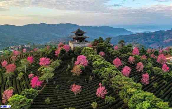 普洱樱花开时间及预测，了解当地樱花节的全面指南