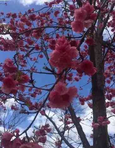 普洱樱花开时间及预测，了解当地樱花节的全面指南