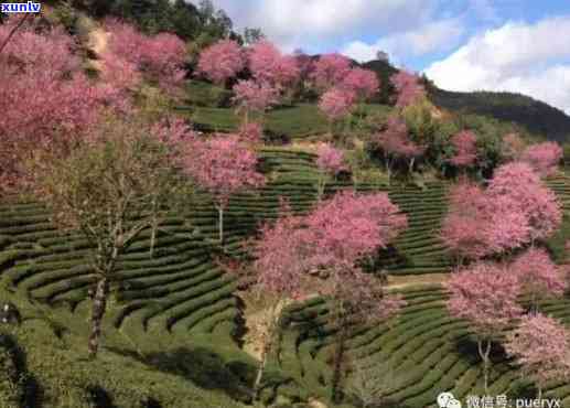 普洱樱花开时间及预测，了解当地樱花节的全面指南