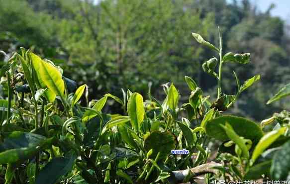 如何鉴别真正的老班章古树茶？掌握这些技巧，轻松分辨正宗与非正宗