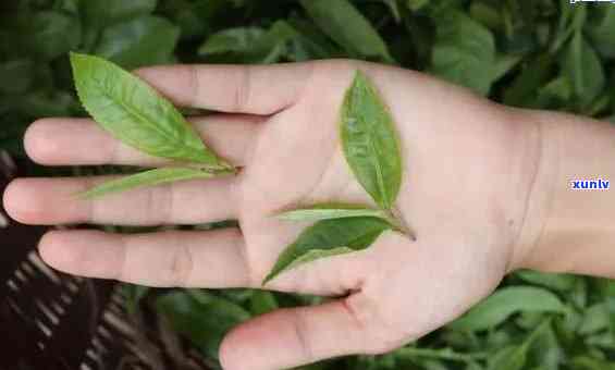 普洱熟茶大叶和小叶的口感对比及哪种更好：普洱熟茶大叶小叶的区别解析