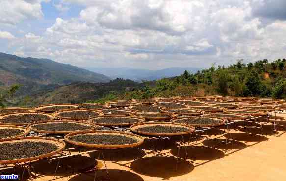 陈升老班章茶叶基地