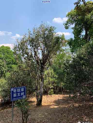 陈升老班章茶叶基地